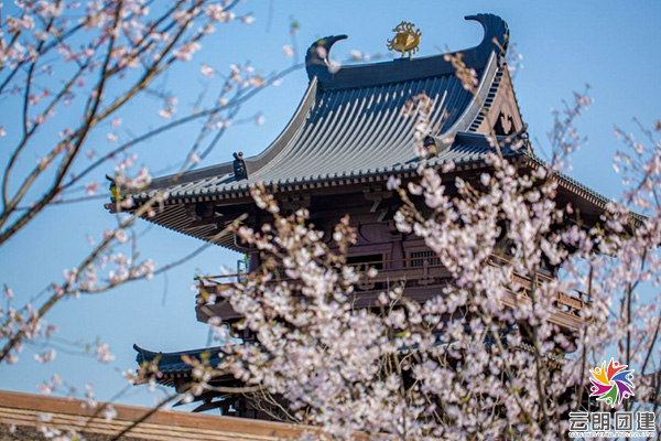 春季賞櫻—南京春季團建